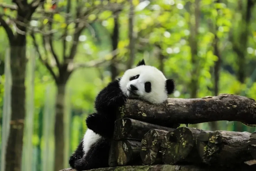 Which Chengdu Panda Base Should You Actually Visit