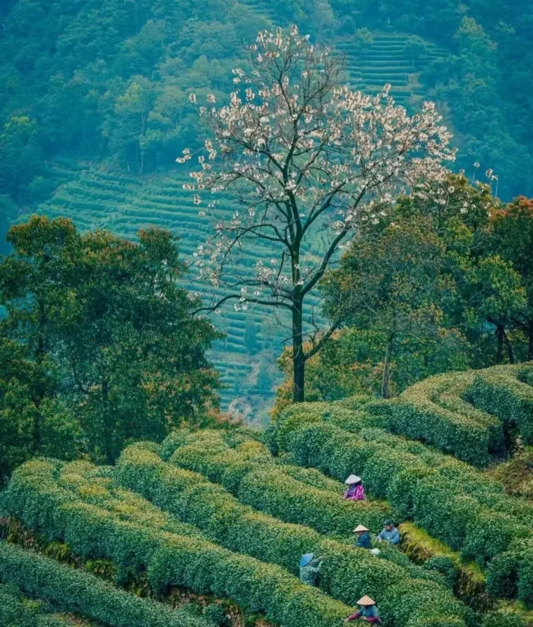 Longjing Village Travel Guide