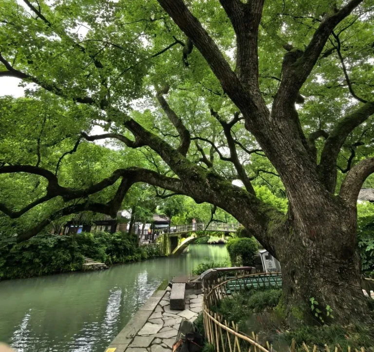 Xixi Wetland travel guide